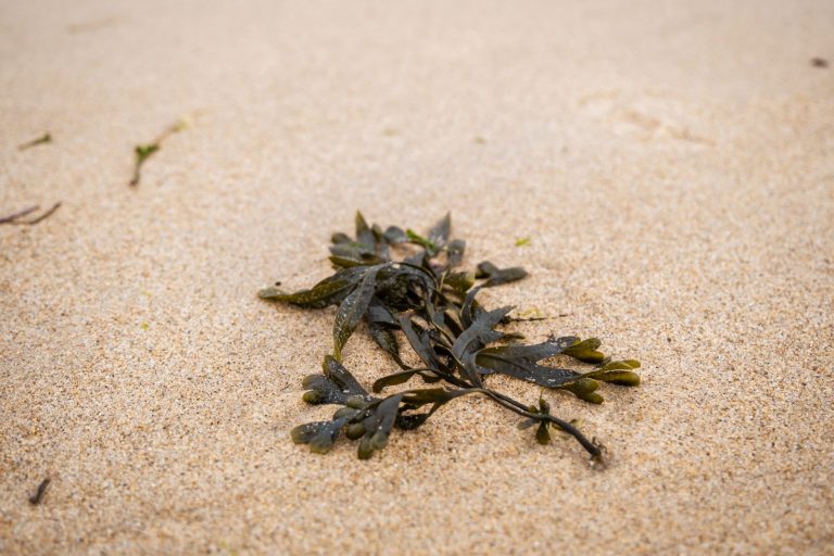 Sea moss review evidence grade seaweed iodine | Healthcare Discovery